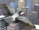 Fly Like a Bird 3